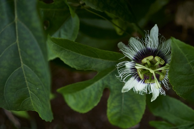 Close up of a passionflower vine